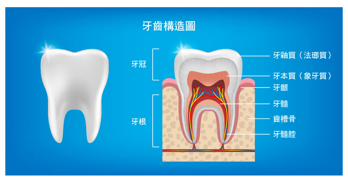 2.牙齒構造圖 中文